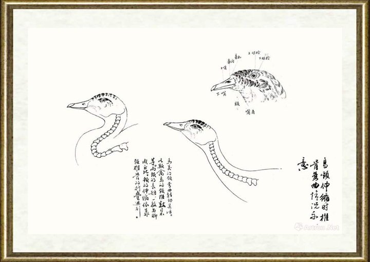 邹传安_鸟颈伸缩时椎骨弯曲情况示意线描范图