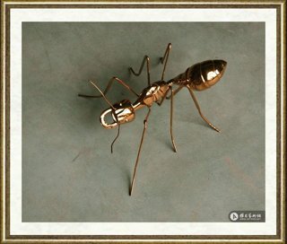 陈志光_金蚂蚁1